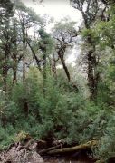 Regenwald im NP "Quaulat"